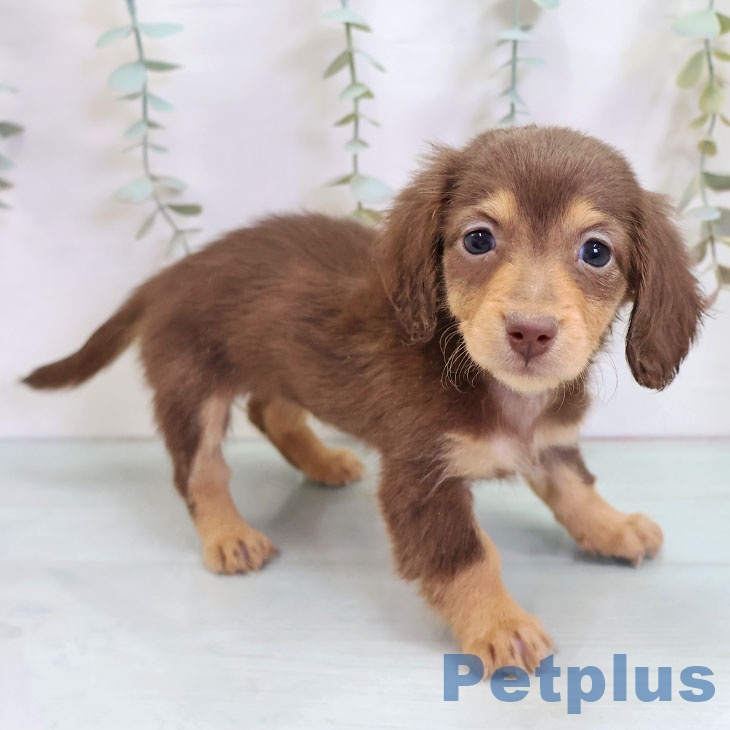 熊本県のミニチュアダックスフンド(ロング) (ペットプラス 熊本店/2025年10月22日生まれ/女の子/チョコレートタン)の子犬の2枚目の画像