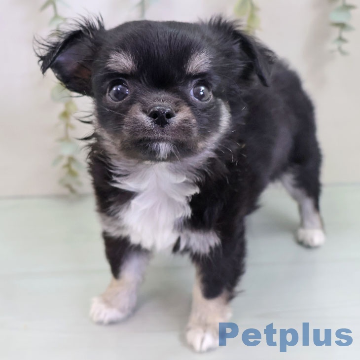 福岡県のチワワ(ロング) (ペットプラス 黒崎店/2025年10月20日生まれ/男の子/ブラックタンホワイト)の子犬