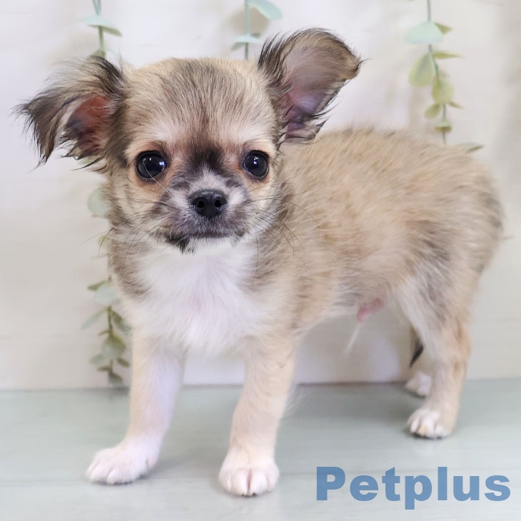 長崎県のチワワ(ロング) (ペットプラス 長崎店/2025年10月20日生まれ/男の子/フォーンホワイト)の子犬の1枚目の画像