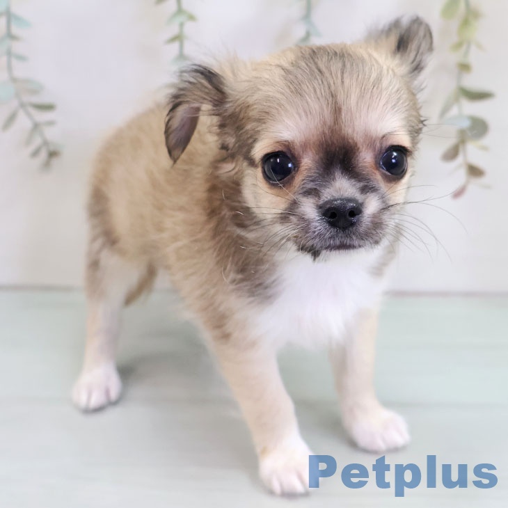 長崎県のチワワ(ロング) (ペットプラス 長崎店/2025年10月20日生まれ/男の子/フォーンホワイト)の子犬の2枚目の画像