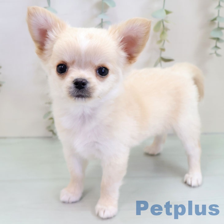 青森県のチワワ(ロング) (ペットプラス 青森浜田店/2025年10月20日生まれ/女の子/クリームホワイト)の子犬の1枚目の画像