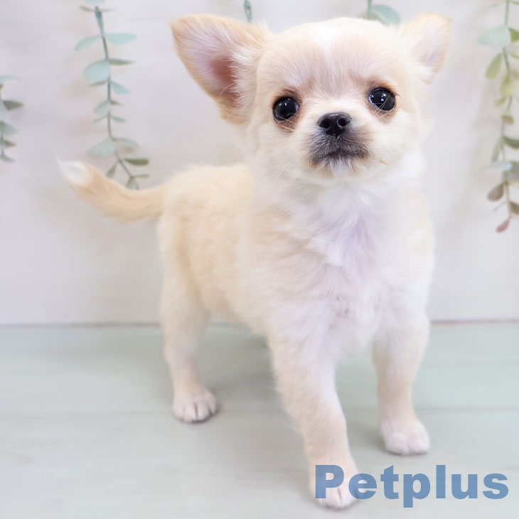 青森県のチワワ(ロング) (ペットプラス 青森浜田店/2025年10月20日生まれ/女の子/クリームホワイト)の子犬の2枚目の画像