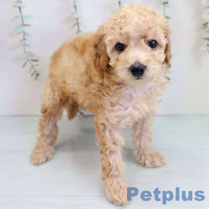 沖縄県のトイプードル(トイ) (ペットプラス 南風原店/2025年10月20日生まれ/男の子/アプリコット)の子犬の1枚目の画像