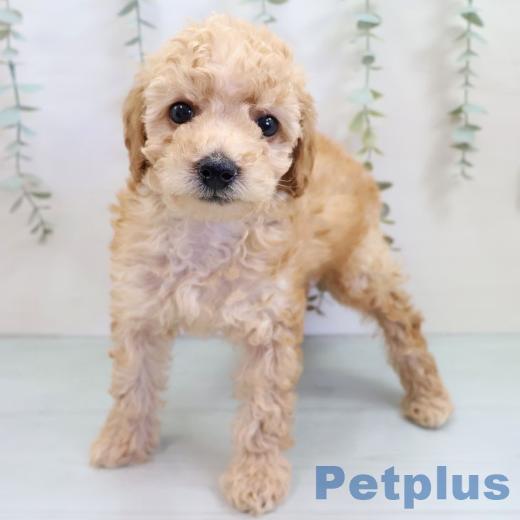 沖縄県のトイプードル(トイ) (ペットプラス 南風原店/2025年10月20日生まれ/男の子/アプリコット)の子犬の2枚目の画像