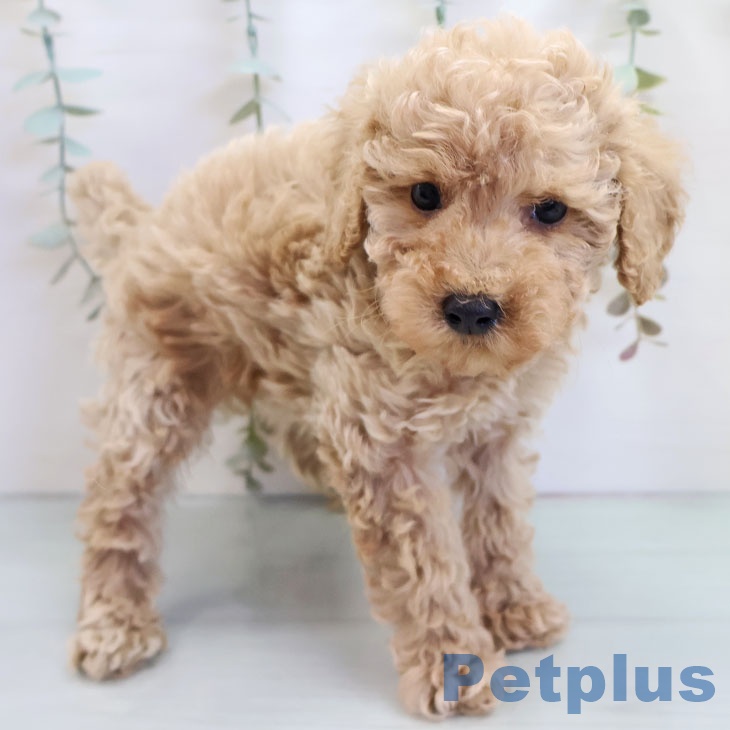 福岡県のトイプードル(トイ) (ペットプラス 福岡伊都店/2025年10月19日生まれ/男の子/アプリコット)の子犬の1枚目の画像