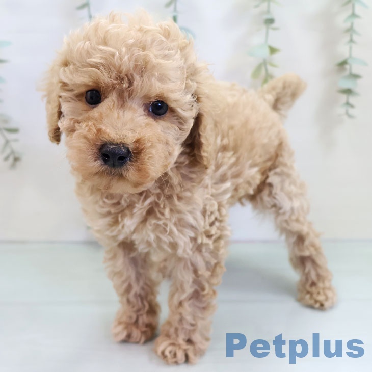 福岡県のトイプードル(トイ) (ペットプラス 福岡伊都店/2025年10月19日生まれ/男の子/アプリコット)の子犬の2枚目の画像