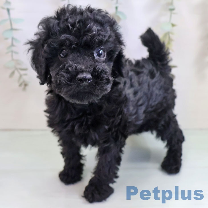 福岡県のトイプードル(トイ) (ペットプラス 福岡店/2025年10月19日生まれ/女の子/ブラック)の子犬の1枚目の画像