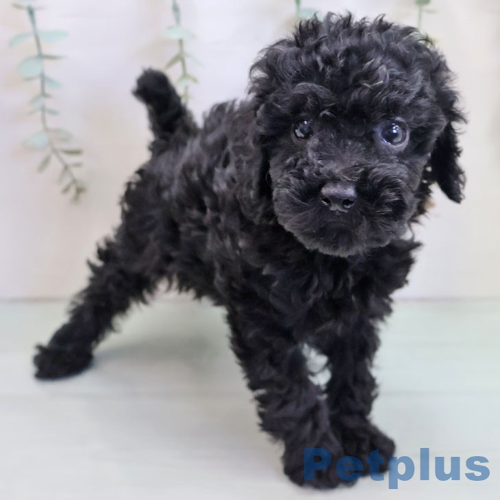 福岡県のトイプードル(トイ) (ペットプラス 福岡店/2025年10月19日生まれ/女の子/ブラック)の子犬の2枚目の画像