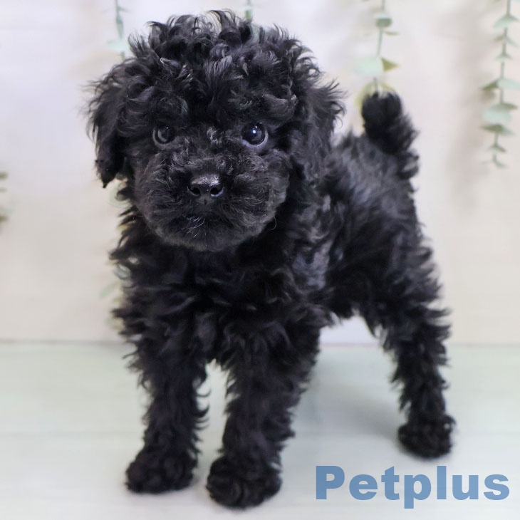 福岡県のトイプードル(トイ) (ペットプラス 八幡東店/2025年10月19日生まれ/女の子/ブラック)の子犬の1枚目の画像