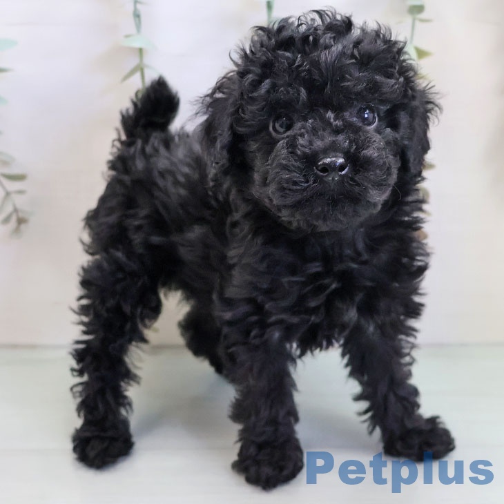 福岡県のトイプードル(トイ) (ペットプラス 八幡東店/2025年10月19日生まれ/女の子/ブラック)の子犬の2枚目の画像