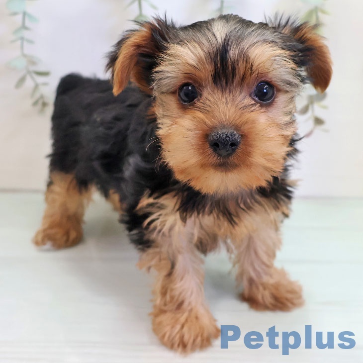 鹿児島県のヨークシャーテリア (ペットプラス 姶良店/2025年10月22日生まれ/男の子/スチールブルータン)の子犬の1枚目の画像