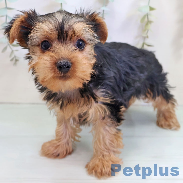 鹿児島県のヨークシャーテリア (ペットプラス 姶良店/2025年10月22日生まれ/男の子/スチールブルータン)の子犬の2枚目の画像