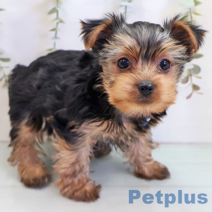 ヨークシャー・テリア