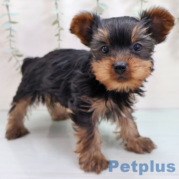 ヨークシャー・テリア