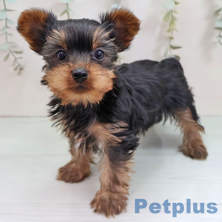 ヨークシャー・テリアの写真2