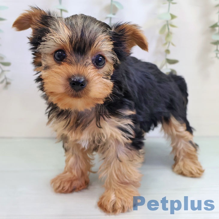 埼玉県のヨークシャーテリア (ペットプラス イオンモール春日部店/2025年10月22日生まれ/女の子/スチールブルータン)の子犬の1枚目の画像