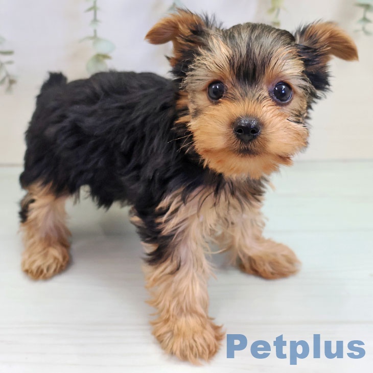 埼玉県のヨークシャーテリア (ペットプラス イオンモール春日部店/2025年10月22日生まれ/女の子/スチールブルータン)の子犬の2枚目の画像