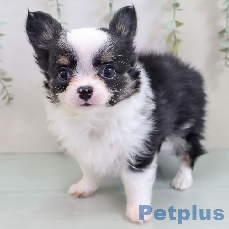 沖縄県のチワワ(ロング) (ペットプラス 沖縄ライカム店/2025年10月23日生まれ/男の子/ブラックタンホワイト)の子犬の1枚目の画像