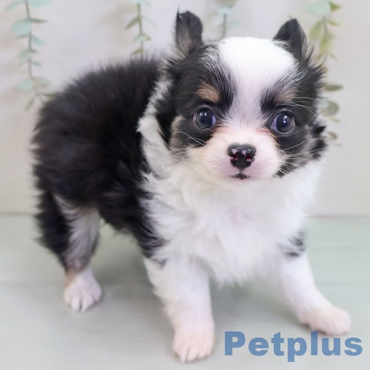 沖縄県のチワワ(ロング) (ペットプラス 沖縄ライカム店/2025年10月23日生まれ/男の子/ブラックタンホワイト)の子犬の2枚目の画像