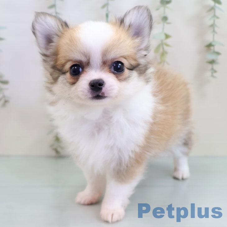 埼玉県のチワワ(ロング) (ペットプラス 八潮店/2025年10月23日生まれ/男の子/レッドホワイト)の子犬の1枚目の画像