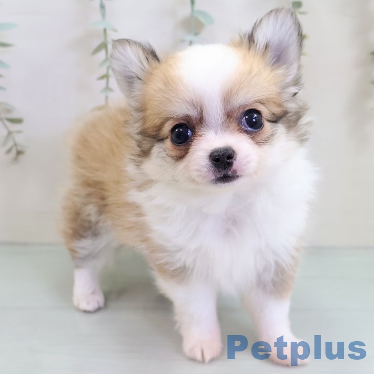 埼玉県のチワワ(ロング) (ペットプラス 八潮店/2025年10月23日生まれ/男の子/レッドホワイト)の子犬の2枚目の画像