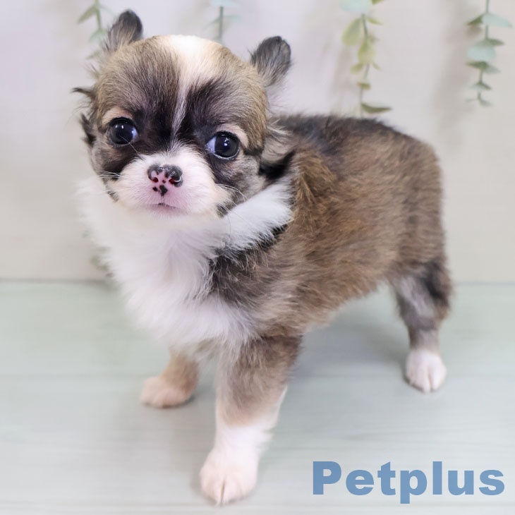 福岡県のチワワ(ロング) (ペットプラス 八幡東店/2025年10月23日生まれ/女の子/レッドホワイト)の子犬の1枚目の画像