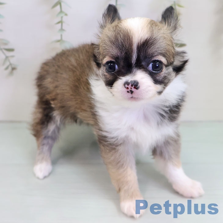 福岡県のチワワ(ロング) (ペットプラス 八幡東店/2025年10月23日生まれ/女の子/レッドホワイト)の子犬の2枚目の画像