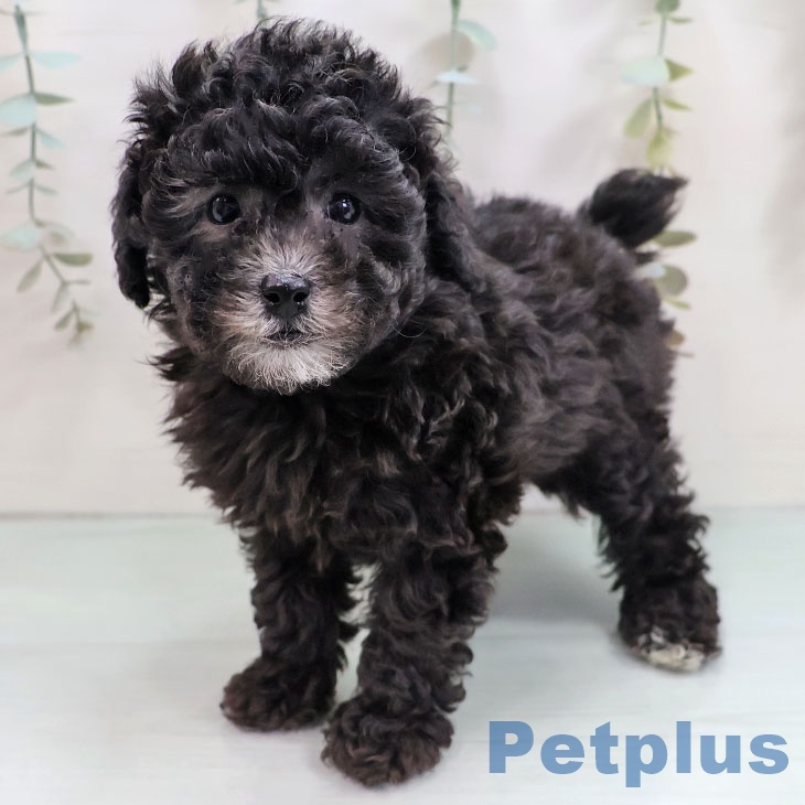 熊本県のトイプードル(トイ) (ペットプラス 熊本店/2025年10月22日生まれ/女の子/シルバー)の子犬の1枚目の画像