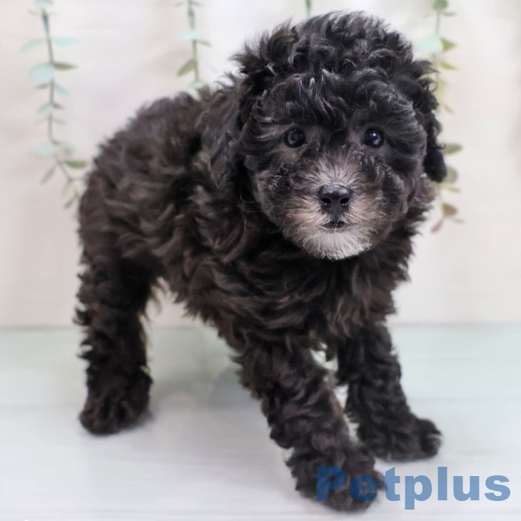 熊本県のトイプードル(トイ) (ペットプラス 熊本店/2025年10月22日生まれ/女の子/シルバー)の子犬の2枚目の画像