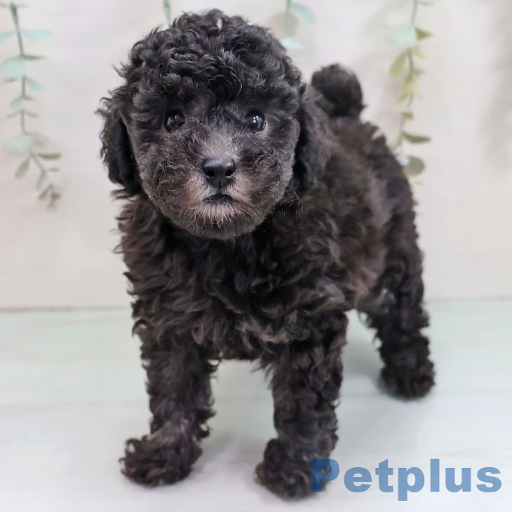 福岡県のトイプードル(トイ) (ペットプラス 八幡東店/2025年10月22日生まれ/女の子/シルバー)の子犬の1枚目の画像