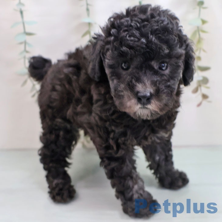 福岡県のトイプードル(トイ) (ペットプラス 八幡東店/2025年10月22日生まれ/女の子/シルバー)の子犬の2枚目の画像