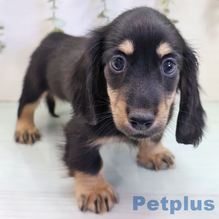 青森県のカニンヘンダックスフンド(ロング) (ペットプラス 青森浜田店/2025年10月23日生まれ/男の子/ブラックイエロー)の子犬の2枚目の画像