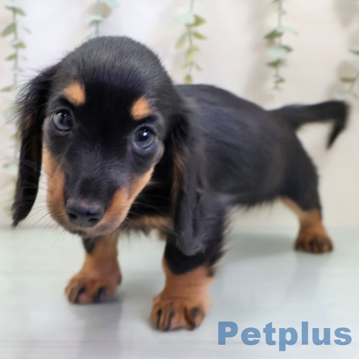茨城県のカニンヘンダックスフンド(ロング) (ペットプラス つくば店/2025年10月23日生まれ/女の子/ブラックタン)の子犬の1枚目の画像