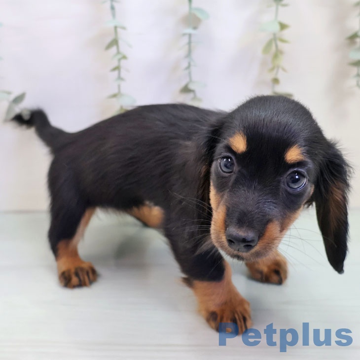 茨城県のカニンヘンダックスフンド(ロング) (ペットプラス つくば店/2025年10月23日生まれ/女の子/ブラックタン)の子犬の2枚目の画像