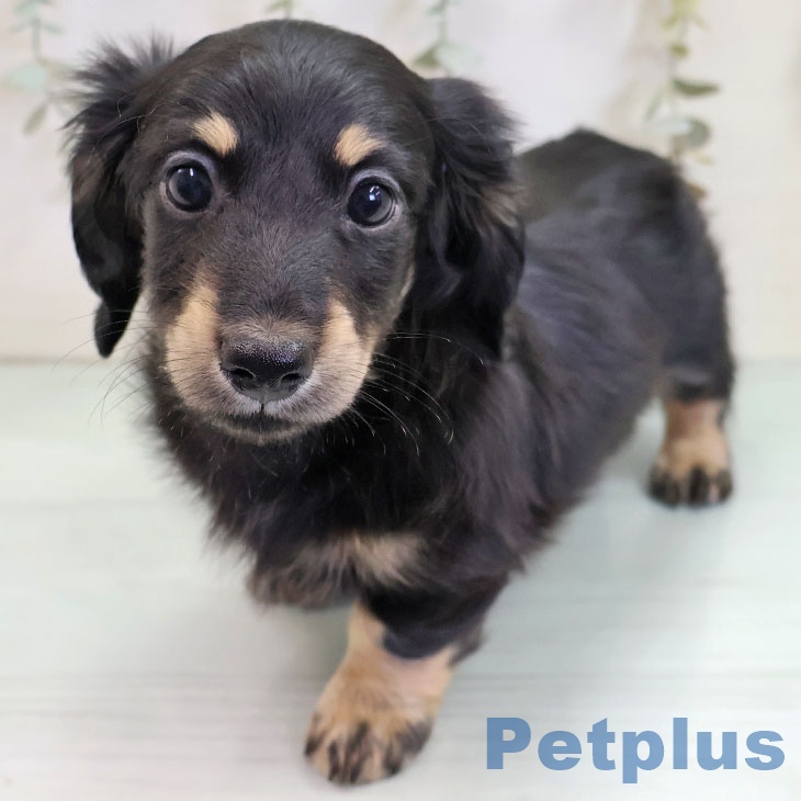 ミニチュア・ダックスフンド