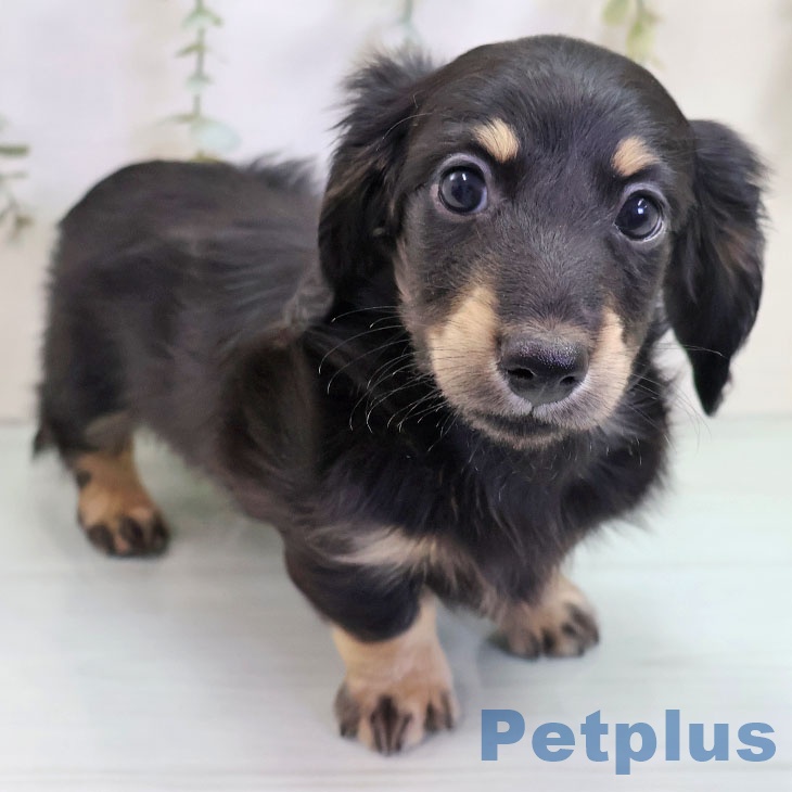 ミニチュア・ダックスフンドの写真2