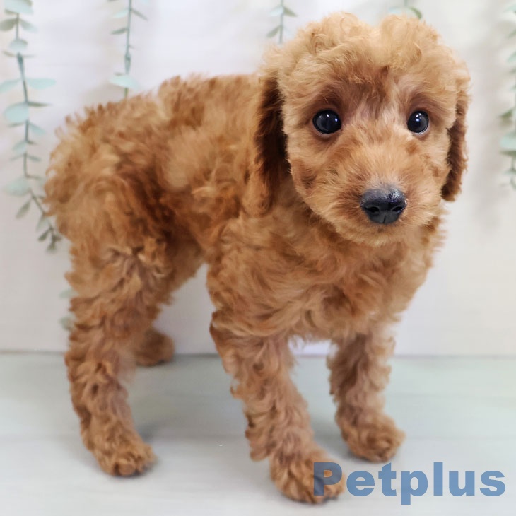 福岡県のトイプードル(トイ) (ペットプラス 黒崎店/2025年10月20日生まれ/男の子/レッド)の子犬の1枚目の画像