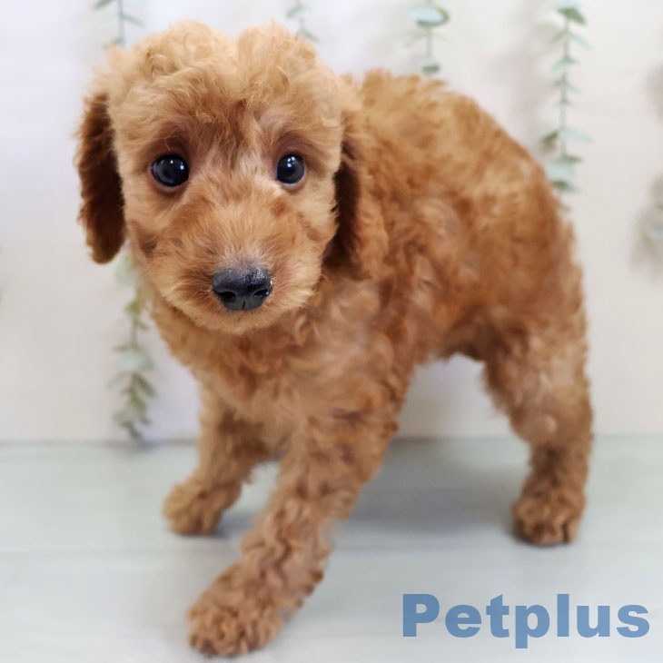 福岡県のトイプードル(トイ) (ペットプラス 黒崎店/2025年10月20日生まれ/男の子/レッド)の子犬の2枚目の画像