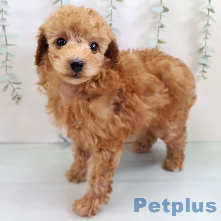 福岡県のトイプードル(トイ) (ペットプラス ららぽーと福岡店/2025年10月20日生まれ/男の子/レッド)の子犬の1枚目の画像