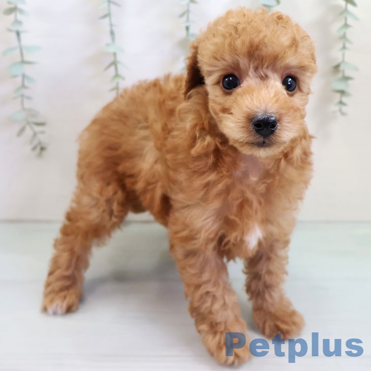 福岡県のトイプードル(トイ) (ペットプラス ららぽーと福岡店/2025年10月20日生まれ/男の子/レッド)の子犬の2枚目の画像