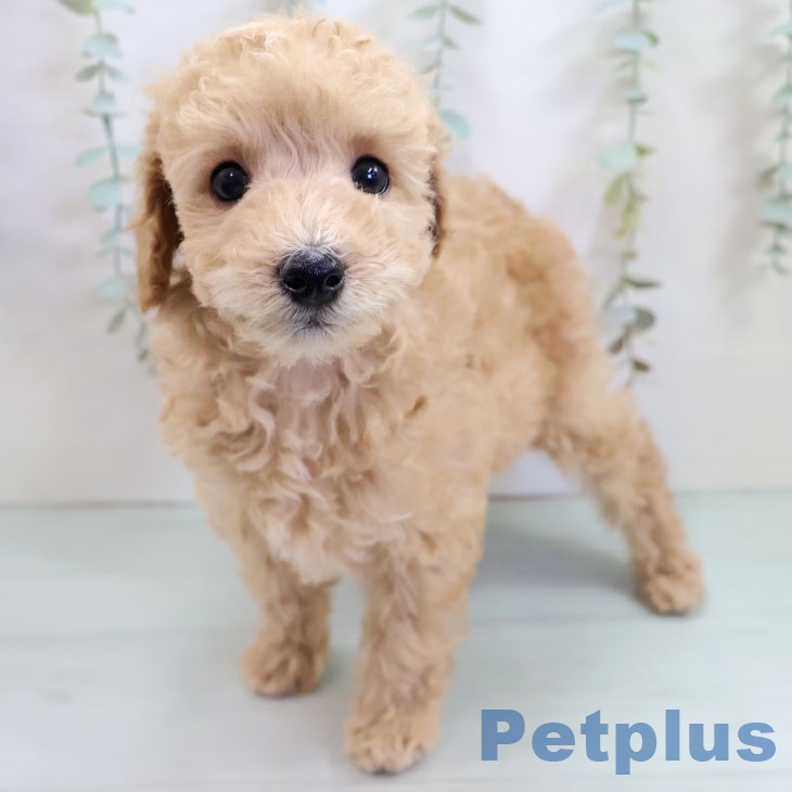 沖縄県のトイプードル(トイ) (ペットプラス 南風原店/2025年10月20日生まれ/男の子/アプリコット)の子犬の1枚目の画像