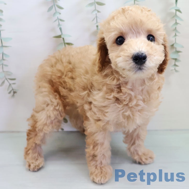 沖縄県のトイプードル(トイ) (ペットプラス 南風原店/2025年10月20日生まれ/男の子/アプリコット)の子犬の2枚目の画像