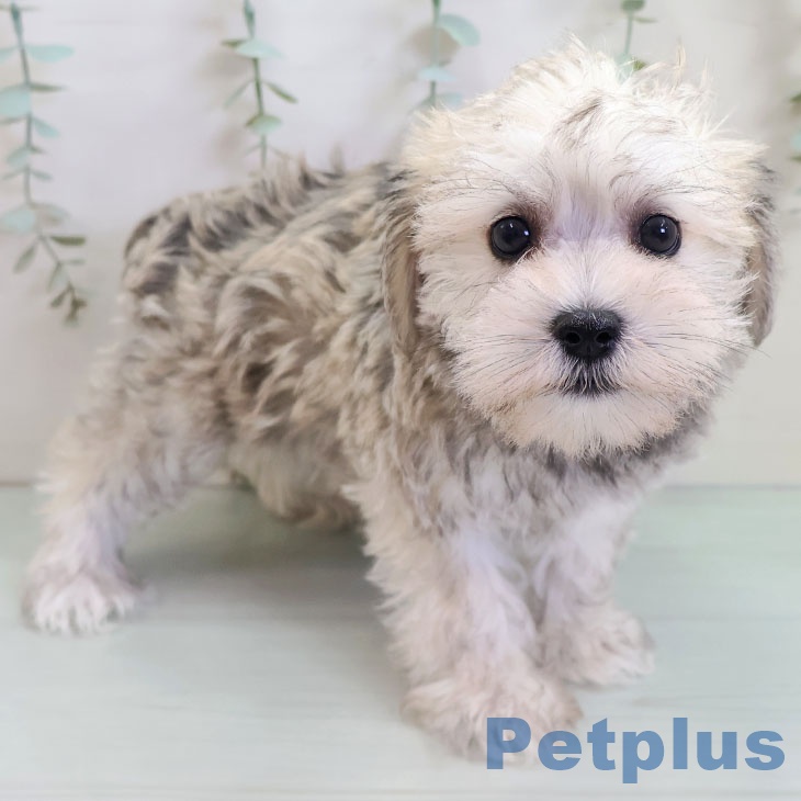 福岡県のミニチュアシュナウザー (ペットプラス ららぽーと福岡店/2025年10月14日生まれ/女の子/ウィートン)の子犬の1枚目の画像