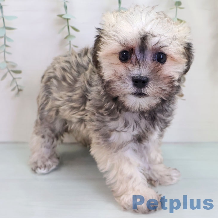 福岡県のミニチュアシュナウザー (ペットプラス 八幡東店/2025年10月14日生まれ/女の子/ウィートン)の子犬の1枚目の画像