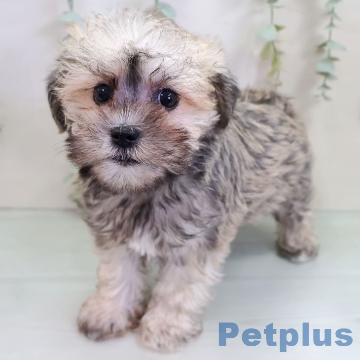 福岡県のミニチュアシュナウザー (ペットプラス 八幡東店/2025年10月14日生まれ/女の子/ウィートン)の子犬の2枚目の画像