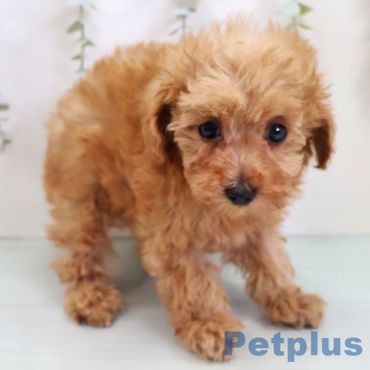 熊本県のトイプードル(トイ) (ペットプラス 熊本店/2025年10月19日生まれ/男の子/アプリコット)の子犬