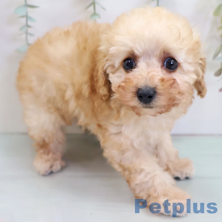沖縄県のトイプードル(トイ) (ペットプラス 沖縄ライカム店/2025年10月19日生まれ/女の子/オレンジフォーン)の子犬の1枚目の画像