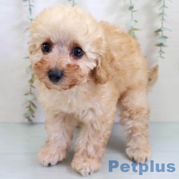 沖縄県のトイプードル(トイ) (ペットプラス 沖縄ライカム店/2025年10月19日生まれ/女の子/オレンジフォーン)の子犬の2枚目の画像