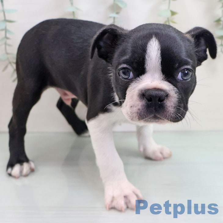 福岡県のボストンテリア (ペットプラス ららぽーと福岡店/2025年10月23日生まれ/男の子/ボストンカラー)の子犬の1枚目の画像