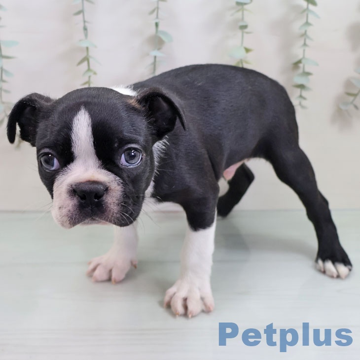 福岡県のボストンテリア (ペットプラス ららぽーと福岡店/2025年10月23日生まれ/男の子/ボストンカラー)の子犬の2枚目の画像